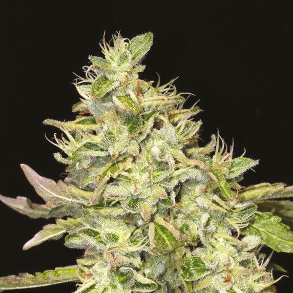 Girl Scout Cookies x Sour Diesel Fem