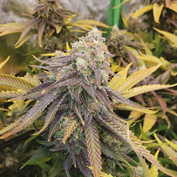 Auto Purple Kush Fem Auto Purple Kush Fem