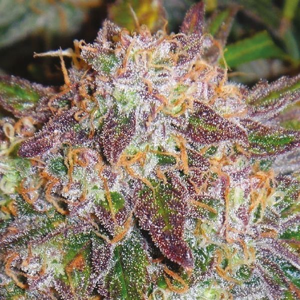 Auto Northern Lights x Big Bud Fem Auto Northern Lights x Big Bud Fem