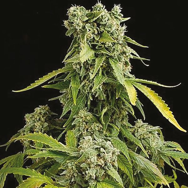 Auto Blue Cheese Fem Auto Blue Cheese Fem