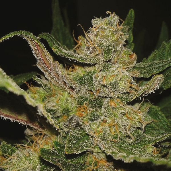 Hindu Kush Fem Hindu Kush Fem