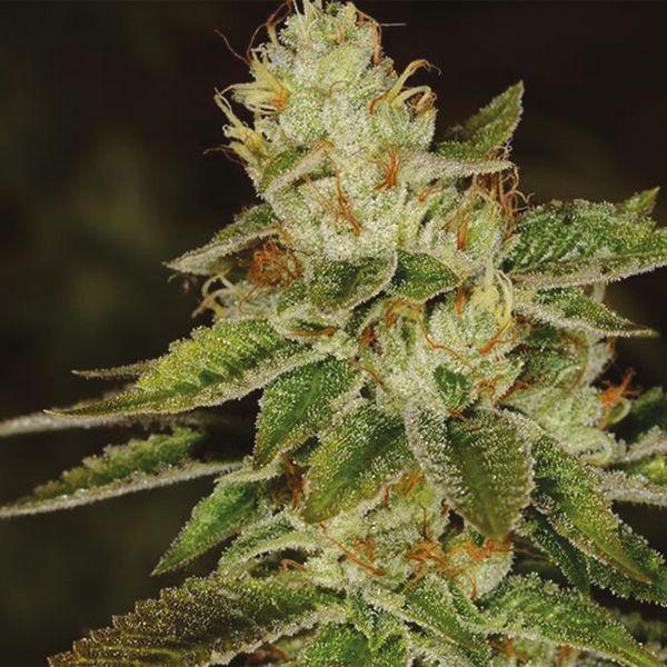 Fire OG Fem Fire OG Fem