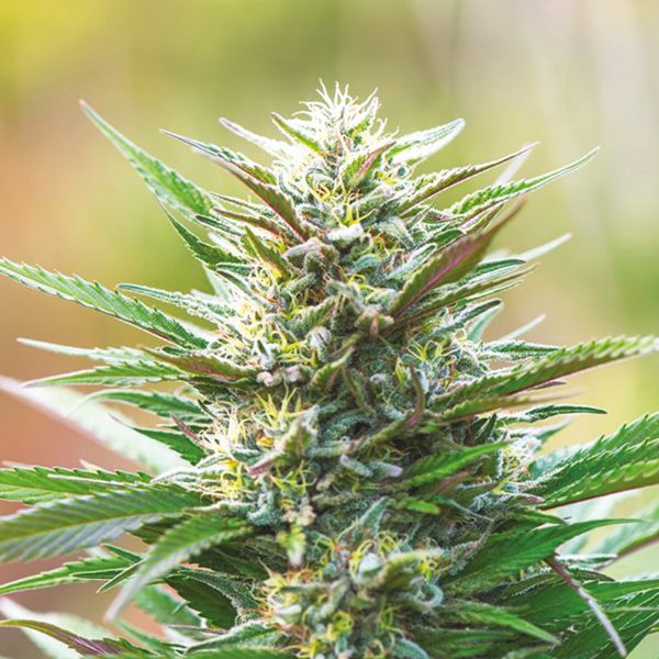 san fernando valley kush strain 