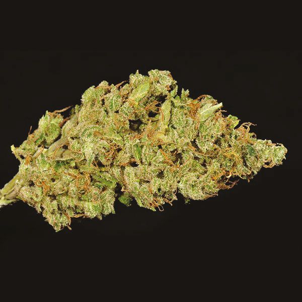Grapefruit Fem Grapefruit Fem