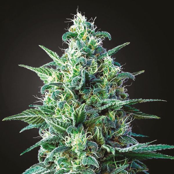 CBD White Widow 1 to 1 Fem CBD White Widow 1 to 1 Fem