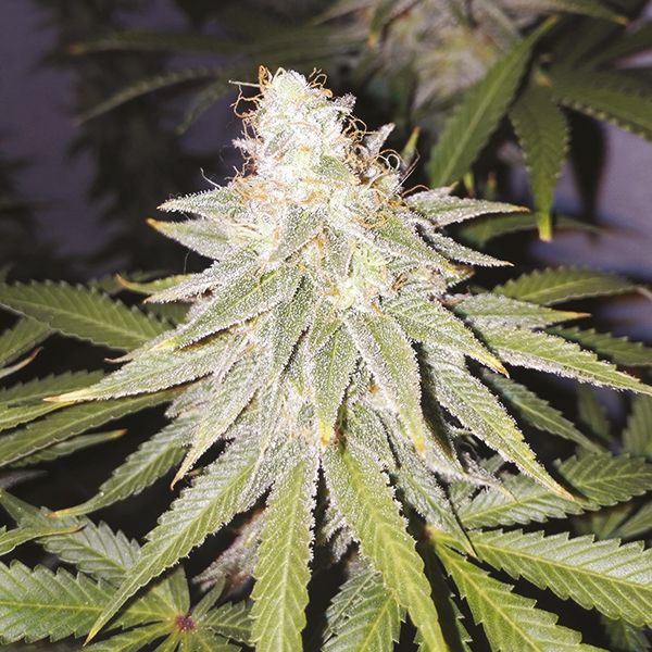 OG Kush x Diesel Fem OG Kush x Diesel Fem