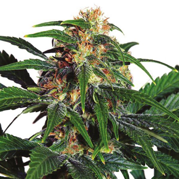 Buy 24K Gold Strain Seeds Online 