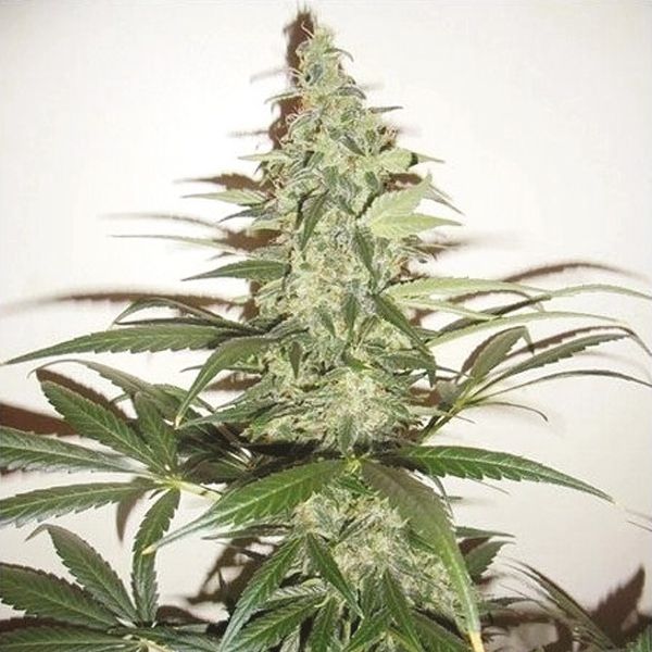 Lemon Haze Seeds For Sale 
