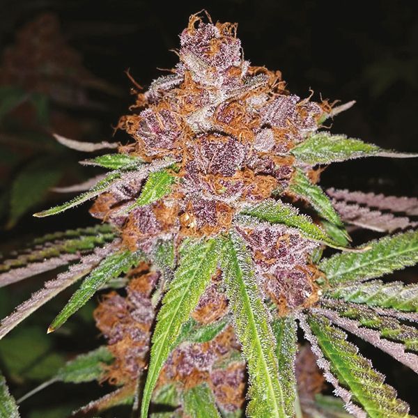 Purple Urkle Fem Purple Urkle Fem