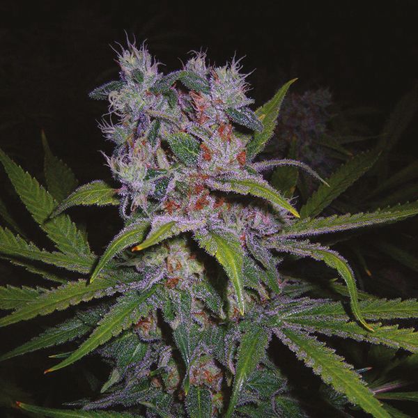 Auto Northern Lights x Big Bud Fem Auto Northern Lights x Big Bud Fem