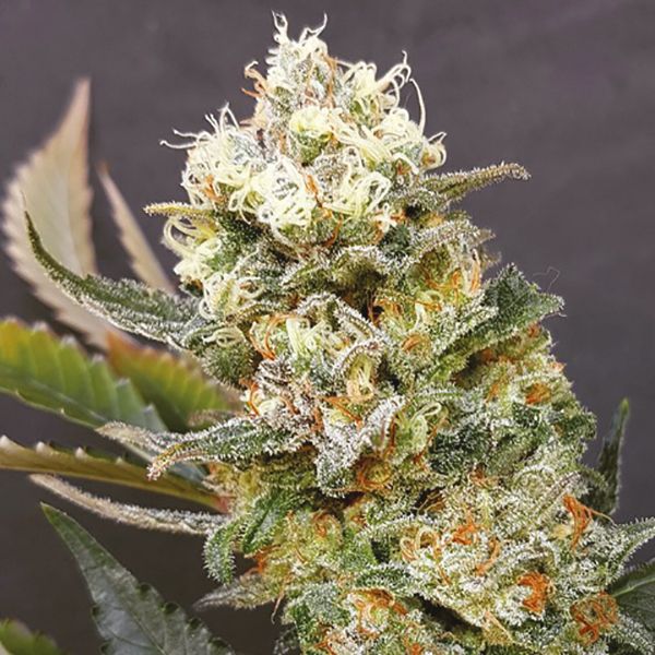 buy gorilla glue x zkittlez in USA 