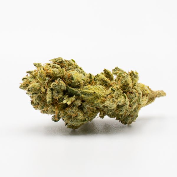 Auto Critical Jack Fem