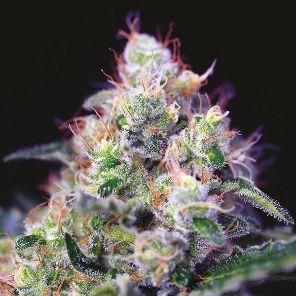 Auto Critical x Cream Cheese Fem Auto Critical x Cream Cheese Fem