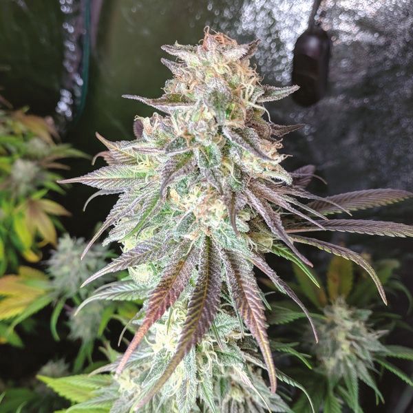 Auto Blue Cheese Fem Auto Blue Cheese Fem