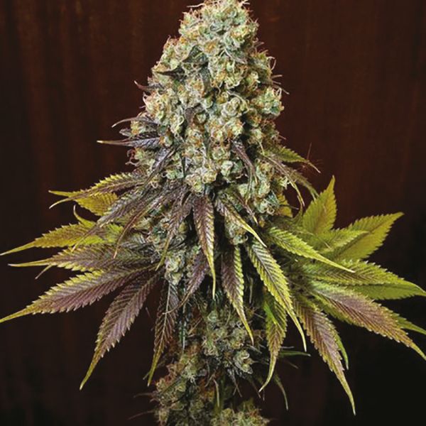 Blue Widow Fem