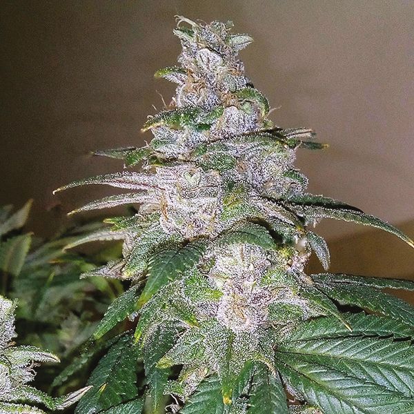 Blueberry Badazz OG Seeds in the USA 