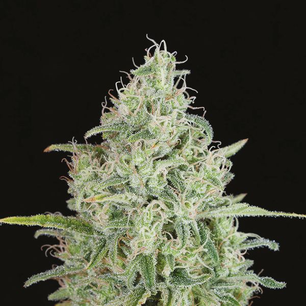 Critical Jack Fem Critical Jack Fem