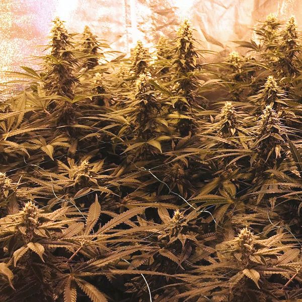 Gorilla Glue #4 x Zkittles Fem