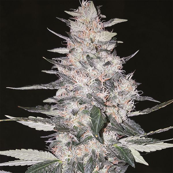 Skywalker Ghost x Triangle Kush Fem