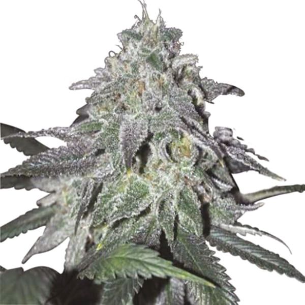 Chronic Widow Strain USA 