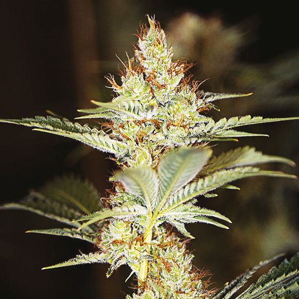 White Rhino Seeds 