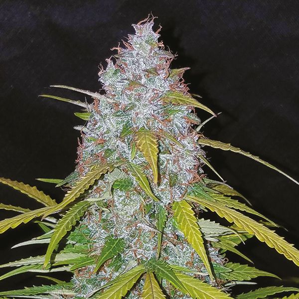 Auto White Widow x California Snow Fem Auto White Widow x California Snow Fem