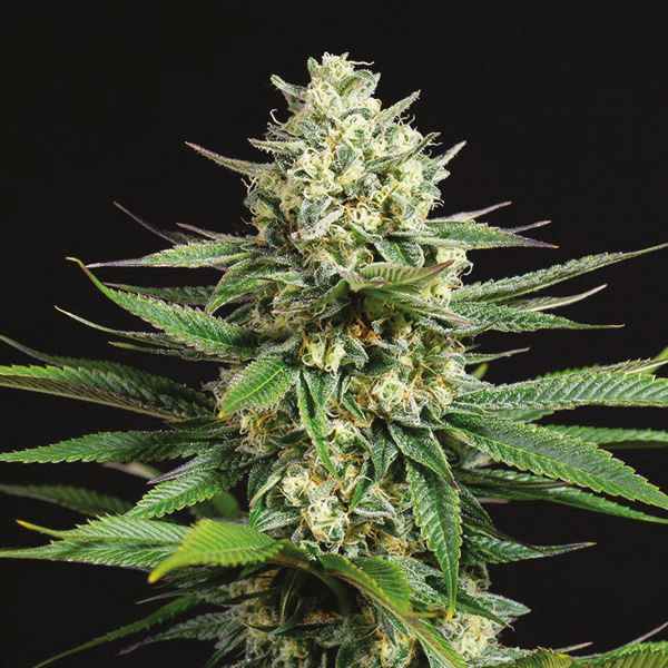 Auto CBD Kush Fem Auto CBD Kush Fem