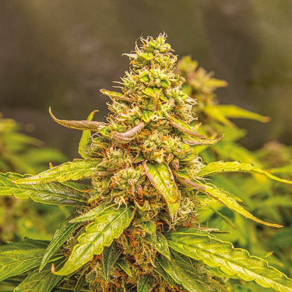 Auto Zkittles_12 