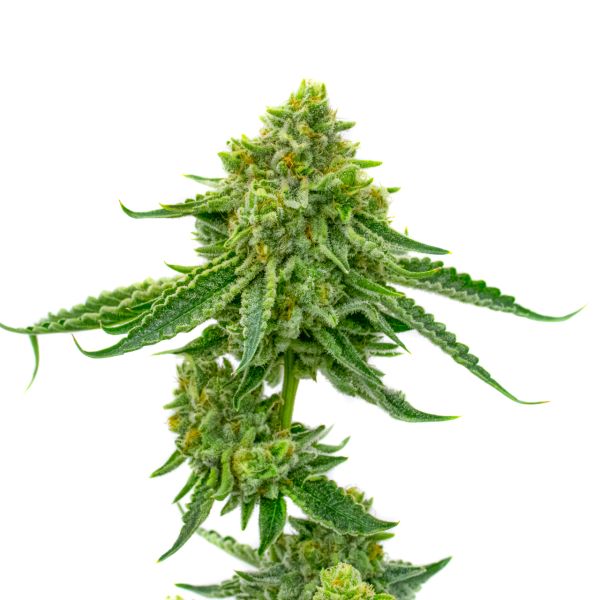 Pine Autoflower