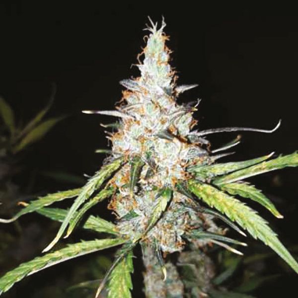 Buy Autoflower Gelato weed Seeds 