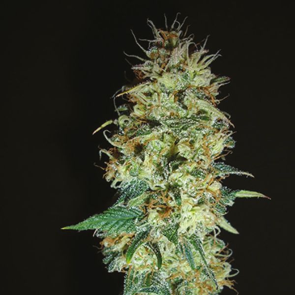 Black Domina Fast Fem Black Domina Fast Fem