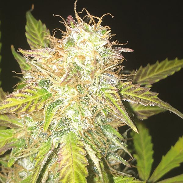 Auto Blue Cream Cheese Fem Auto Blue Cream Cheese Fem