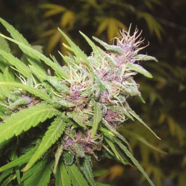 Purple Haze Fem Purple Haze Fem