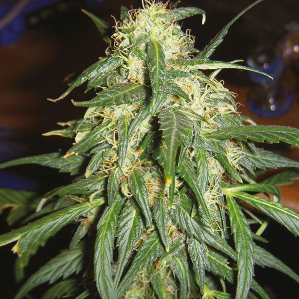 Buy Northern Lights 10 x Amnesia in USA 
