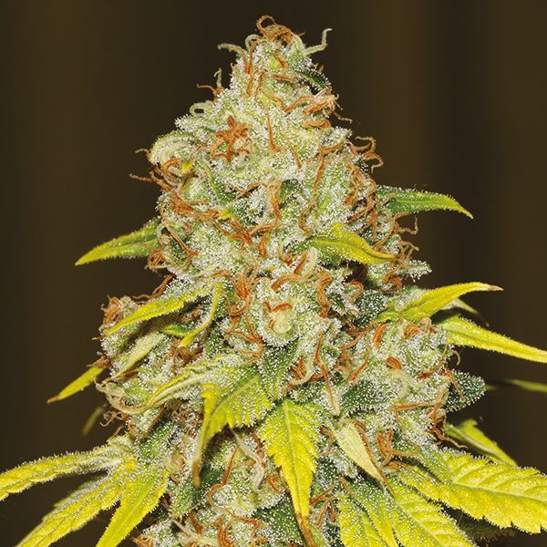 Skunk Fast Fem Skunk Fast Fem