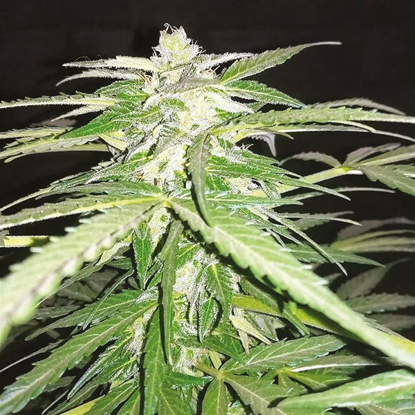 Auto Northern Lights Fem Auto Northern Lights Fem