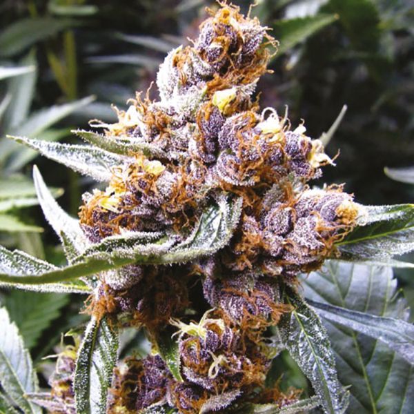 CBD Blueberry 1 to 16 Fem CBD Blueberry 1 to 16 Fem