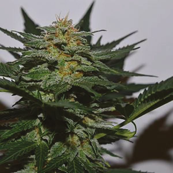 Auto Triple XL Fem Auto Triple XL Fem