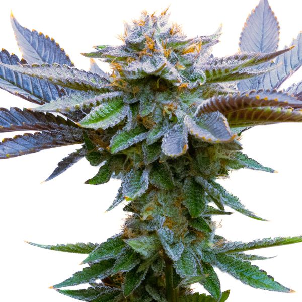 Blue Cookies Fem