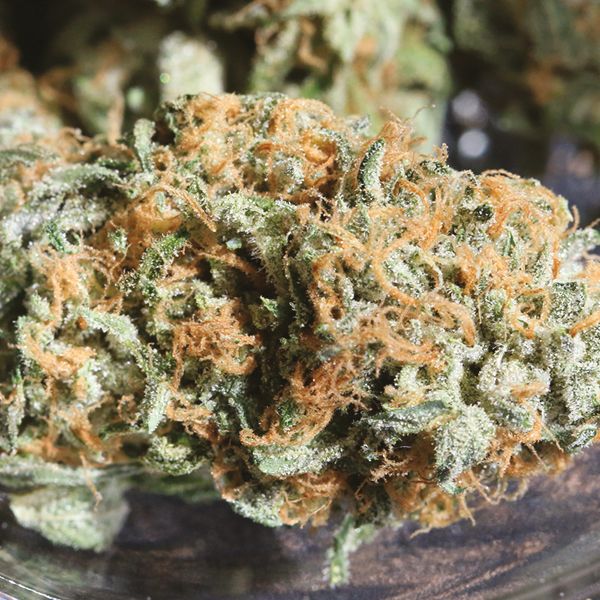 Zkittlez Fem Zkittlez Fem