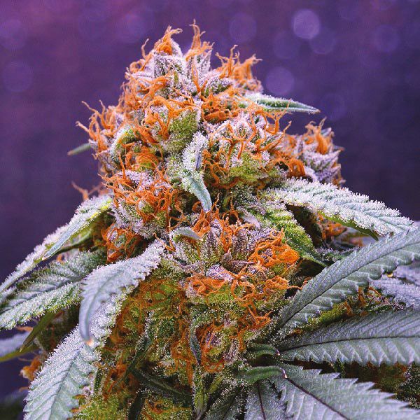 Grandaddy Purple Reg Grandaddy Purple Reg