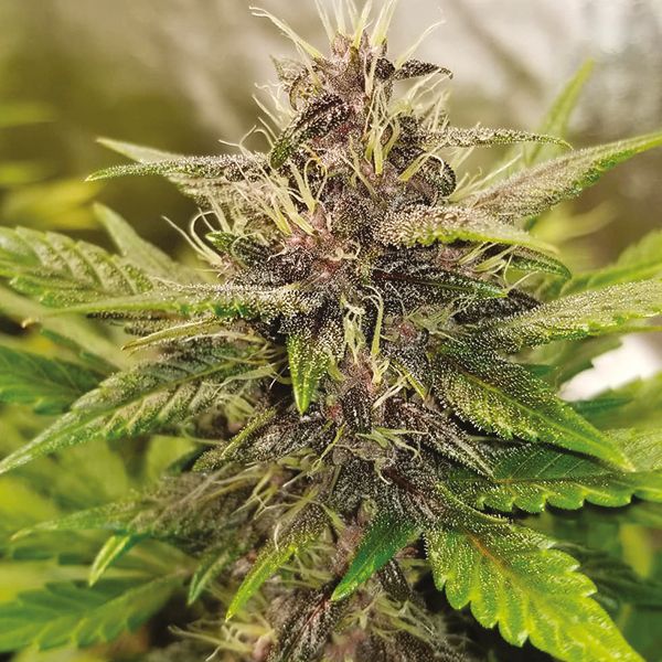 Auto Purple Kush Fem Auto Purple Kush Fem