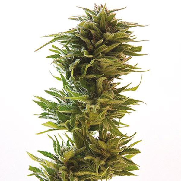 Amnesia Lemon Fast Fem Amnesia Lemon Fast Fem