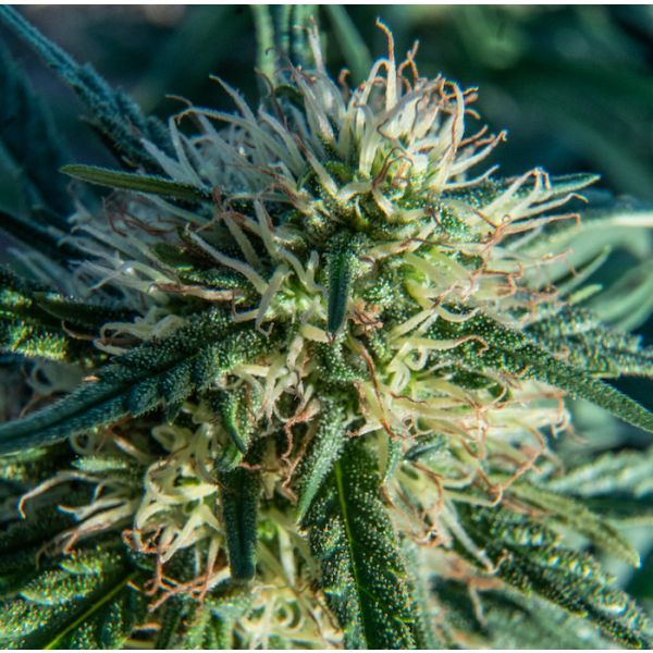 Buy Fast Cinderella 99 Seeds In USA 