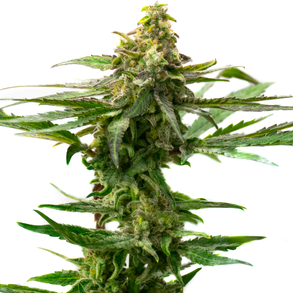 Moby Dick x Do-si-Dos Feminized