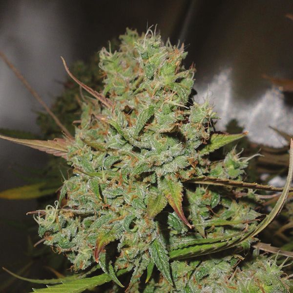 Auto Blueberry Fem