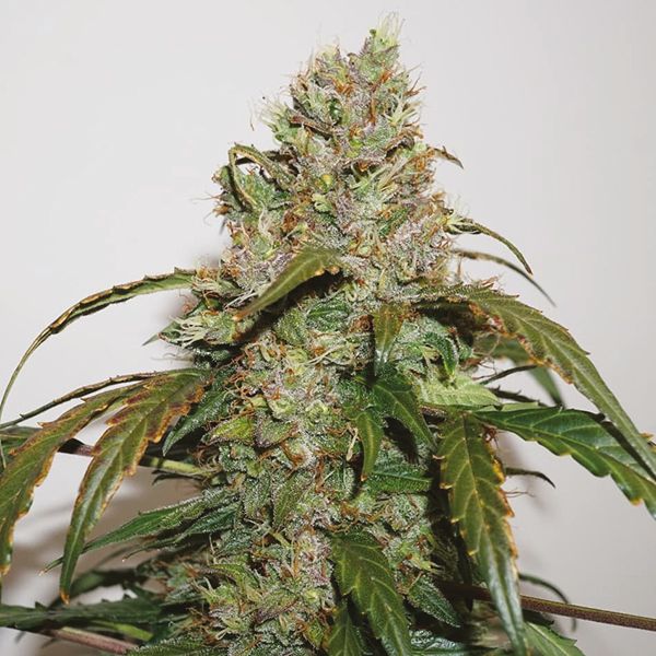 Auto CBD White Widow Fem Auto CBD White Widow Fem