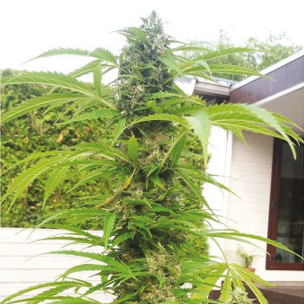 Auto Critical x Mazar Fem Auto Critical x Mazar Fem