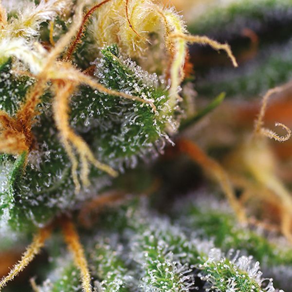 Auto Critical x Cream Cheese Fem Auto Critical x Cream Cheese Fem