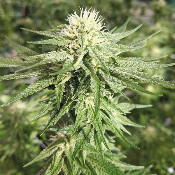 Agent Orange Marijuana Strain 